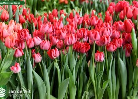 Tulipa Montreux Rouge ® (2)